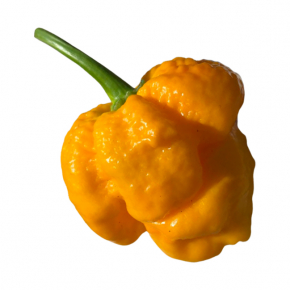 Набір для вирощування гострого перцю Pepper-X 7 Pot Brain Strain Yellow (7 Пот Брейн Стрейн Жовтий) - изображение 2 - интернет-магазин tricolor.com.ua