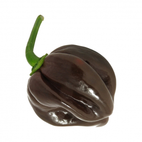 Набір для вирощування гострого перцю Pepper-X Habanero Chocolate (Хабанеро Шоколад) - изображение 3 - интернет-магазин tricolor.com.ua