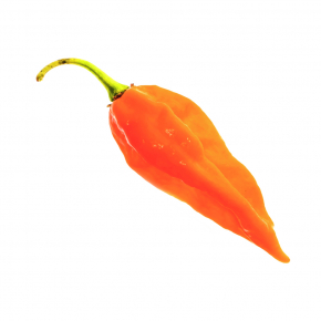 Набір для вирощування гострого перцю Pepper-X Fatalii Orange (Фаталії Апельсин) - изображение 2 - интернет-магазин tricolor.com.ua