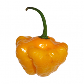 Набір для вирощування гострого перцю Pepper-X Scotch Bonnet Yellow (Шотландський Капелюх) - изображение 2 - интернет-магазин tricolor.com.ua