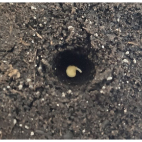 Набір для вирощування гострого перцю Pepper-X Scotch Bonnet Yellow (Шотландський Капелюх) - изображение 3 - интернет-магазин tricolor.com.ua