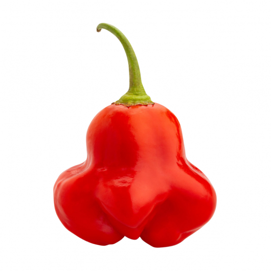 Набір для вирощування гострого перцю Pepper-X Bishops Crown (Корона Єпископа) - изображение 3 - интернет-магазин tricolor.com.ua