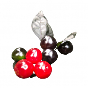 Набір для вирощування гострого перцю Pepper-X Black Pearl (Чорна Перлина) - изображение 3 - интернет-магазин tricolor.com.ua