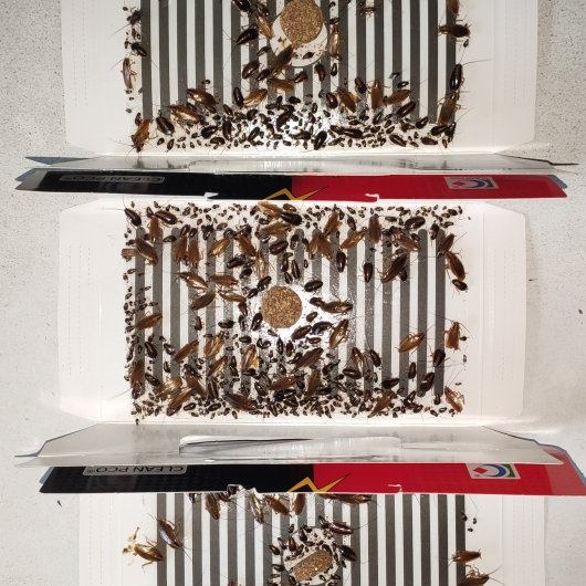Ловушка для тараканов, прусаков и муравьев повышенной клейкости Killing Bait (упаковка 50 шт) - изображение 7 - интернет-магазин tricolor.com.ua