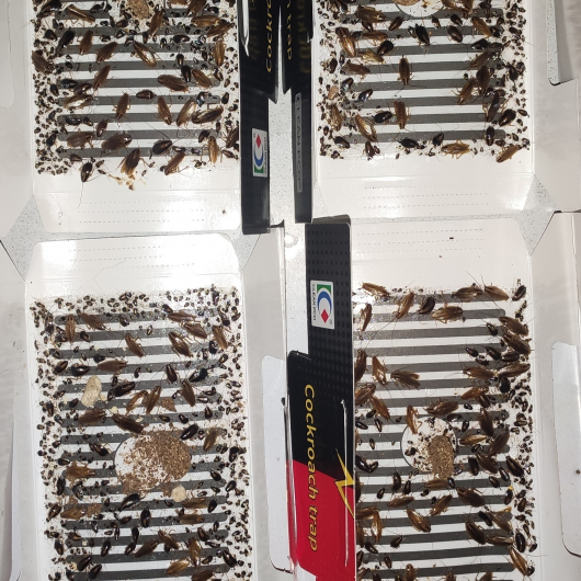 Ловушка для тараканов, прусаков и муравьев повышенной клейкости Killing Bait (упаковка 50 шт) - изображение 5 - интернет-магазин tricolor.com.ua