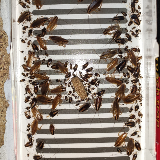 Ловушка для тараканов, прусаков и муравьев повышенной клейкости Killing Bait (упаковка 50 шт) - изображение 6 - интернет-магазин tricolor.com.ua