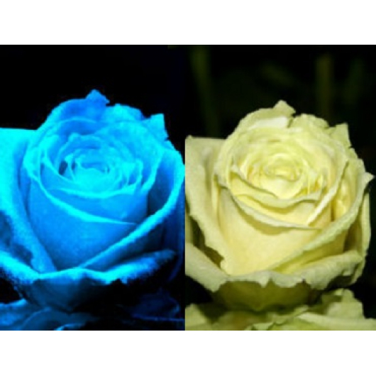 Краска флуоресцентная AcmeLight для цветов белая
