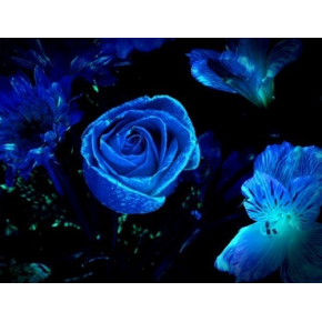 Краска флуоресцентная AcmeLight Fluorescent Flowers для цветов голубая