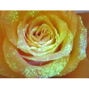 Краска флуоресцентная AcmeLight Fluorescent Flowers для цветов желтая