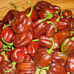 Насіння гострого перцю Habanero Chocolate (Хабанеро Шоколад) 425000, 2025 р. - изображение 4 - интернет-магазин tricolor.com.ua