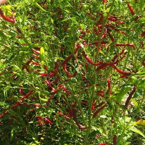 Насіння гострого перцю Chile de Arbol (Чилі де Арболь) 30000, 2023 р. - изображение 2 - интернет-магазин tricolor.com.ua