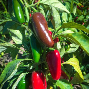 Насіння гострого перцю Jalapeno Early (Ранній Халапеньо) 30000, 2023 р. - изображение 3 - интернет-магазин tricolor.com.ua