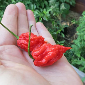Насіння гострого перцю Carolina Reaper (Кароліна Ріпер, Каролінський жнець) 2200000, 2025 р. - изображение 2 - интернет-магазин tricolor.com.ua