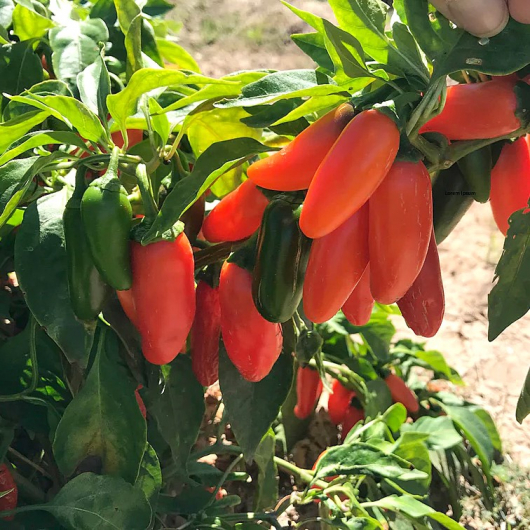 Насіння гострого перцю Jalapeno Orange Spice (Халапеньо гострий Апельсин) 80000, 2023 р. - изображение 4 - интернет-магазин tricolor.com.ua