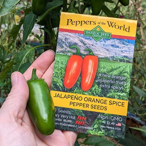 Насіння гострого перцю Jalapeno Orange Spice (Халапеньо гострий Апельсин) 80000, 2023 р. - изображение 3 - интернет-магазин tricolor.com.ua