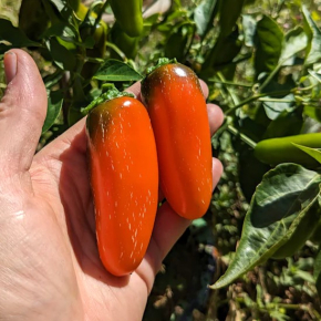 Насіння гострого перцю Jalapeno Orange Spice (Халапеньо гострий Апельсин) 80000, 2023 р. - изображение 2 - интернет-магазин tricolor.com.ua
