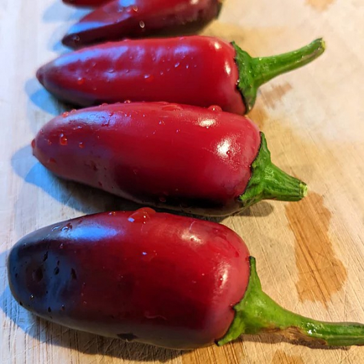 Насіння гострого перцю Jalapeno Purple (Халапеньо Фіолетовий) 5000, 2025 р. - изображение 2 - интернет-магазин tricolor.com.ua