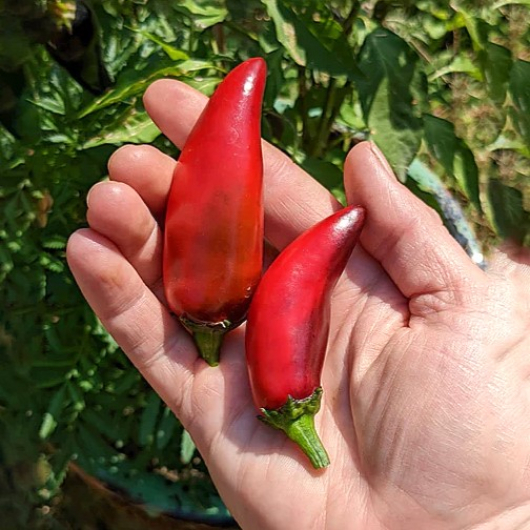 Насіння гострого перцю Jalapeno Purple (Халапеньо Фіолетовий) 5000, 2025 р. - изображение 3 - интернет-магазин tricolor.com.ua