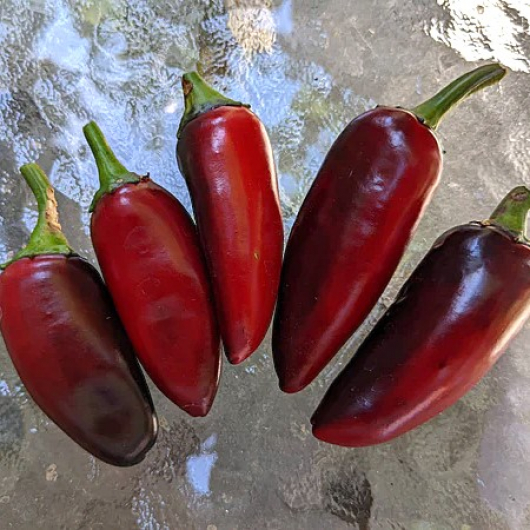 Насіння гострого перцю Jalapeno Purple (Халапеньо Фіолетовий) 5000, 2025 р. - изображение 4 - интернет-магазин tricolor.com.ua