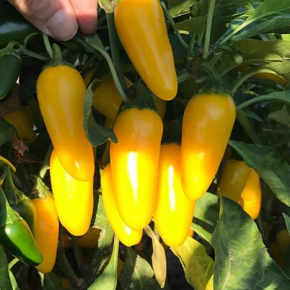 Насіння гострого перцю Jalapeno Lemon Spice (Халапеньо гострий Лимон) 30000, 2025 р. - изображение 2 - интернет-магазин tricolor.com.ua