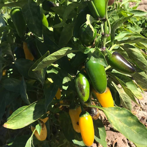 Насіння гострого перцю Jalapeno Lemon Spice (Халапеньо гострий Лимон) 30000, 2025 р. - изображение 3 - интернет-магазин tricolor.com.ua