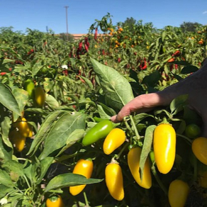 Насіння гострого перцю Jalapeno Lemon Spice (Халапеньо гострий Лимон) 30000, 2025 р. - изображение 4 - интернет-магазин tricolor.com.ua