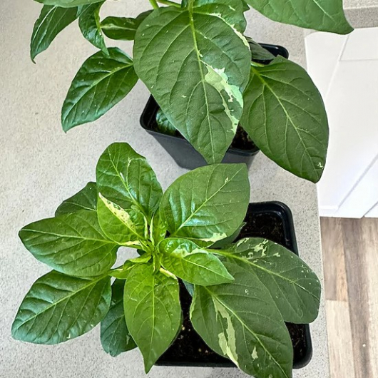 Насіння гострого перцю Fish Pepper (Рибний перець) 30000, 2023 р. - изображение 3 - интернет-магазин tricolor.com.ua