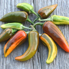 Насіння гострого перцю Fish Pepper (Рибний перець) 30000, 2023 р. - изображение 2 - интернет-магазин tricolor.com.ua