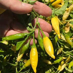 Насіння гострого перцю Aji Limo, Lemon Drop (Аджі Лімо, Лимонна крапля) 30000, 2025 р. - изображение 2 - интернет-магазин tricolor.com.ua