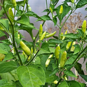 Насіння гострого перцю Tabasco (Табаско) 50000, 2025 р. - изображение 3 - интернет-магазин tricolor.com.ua