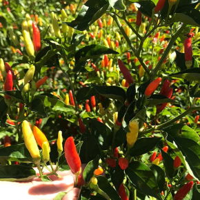 Насіння гострого перцю Tabasco (Табаско) 50000, 2025 р. - изображение 2 - интернет-магазин tricolor.com.ua