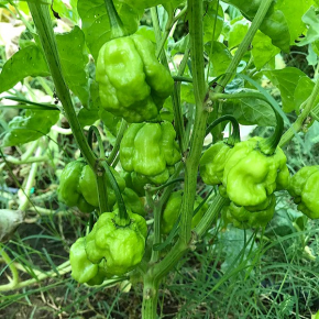 Насіння гострого перцю Scotch Bonnet Yellow (Шотландський капелюх жовтий) 325000, 2023 р. - изображение 2 - интернет-магазин tricolor.com.ua