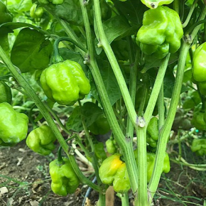 Насіння гострого перцю Scotch Bonnet Yellow (Шотландський капелюх жовтий) 325000, 2023 р. - изображение 3 - интернет-магазин tricolor.com.ua
