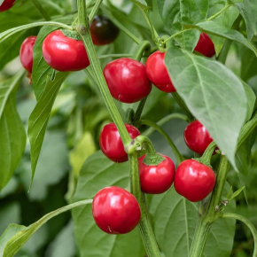 Насіння гострого перцю Red Cherry, Calabrese (Червона Вишня, Калабрезе) 5000, 2025 р. - изображение 2 - интернет-магазин tricolor.com.ua