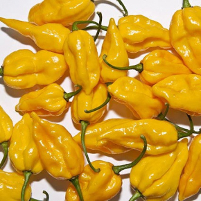 Насіння гострого перцю Fatalii (Фаталії жовтий) 300000, 2025 р. - изображение 2 - интернет-магазин tricolor.com.ua