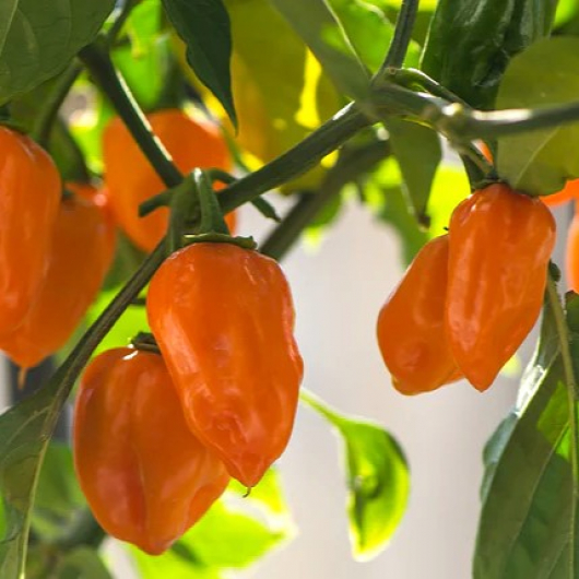 Насіння гострого перцю Habanero Orange (Хабанеро Апельсиновий) 250000, 2023 р. - изображение 2 - интернет-магазин tricolor.com.ua