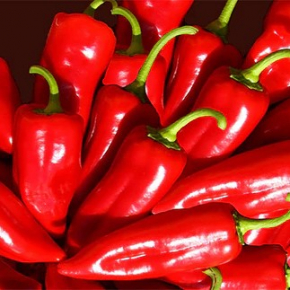 Насіння солодкого перцю Stocky Red Roaster (Копчений червоний перець) 2023 р. - изображение 3 - интернет-магазин tricolor.com.ua