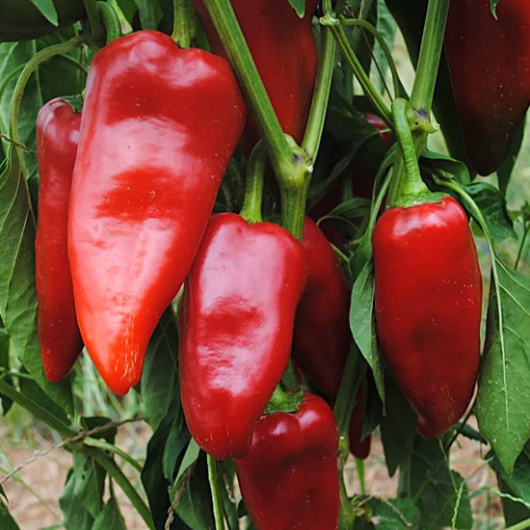 Насіння солодкого перцю Stocky Red Roaster (Копчений червоний перець) 2023 р. - изображение 2 - интернет-магазин tricolor.com.ua