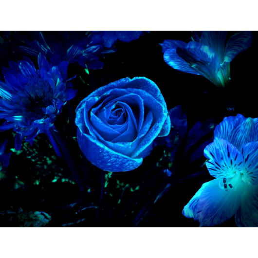Фарба люмінесцентна AcmeLight для квітів синя 20мл - интернет-магазин tricolor.com.ua