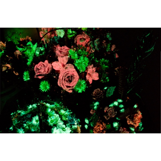 Набір люмінесцентних фарб для квітів AcmeLight 8 шт - интернет-магазин tricolor.com.ua