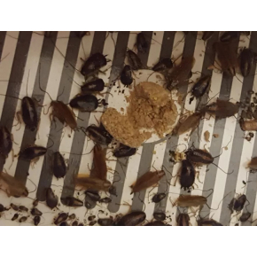 Ловушка для тараканов, прусаков и муравьев повышенной клейкости Killing Bait - изображение 2 - интернет-магазин tricolor.com.ua