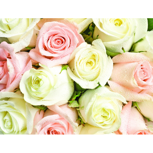 Фотошпалери Lux Design #2 Троянди біло-рожеві - интернет-магазин tricolor.com.ua