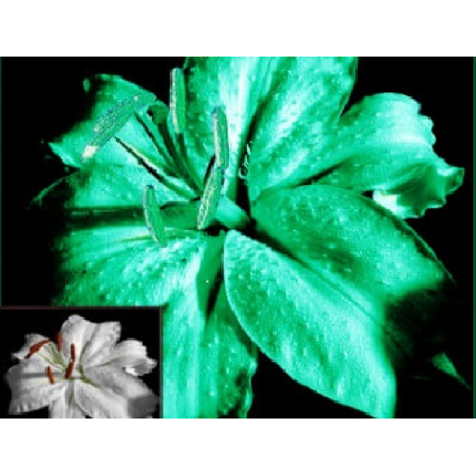 Фарба люмінесцентна AcmeLight для квітів класик - интернет-магазин tricolor.com.ua